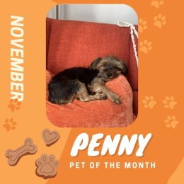 a pet of the month graphic
